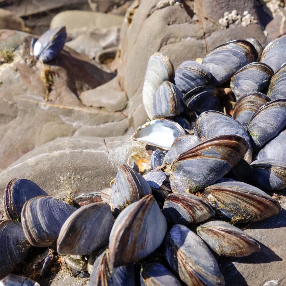 Mussels photographed on sandy rocks in the sun.