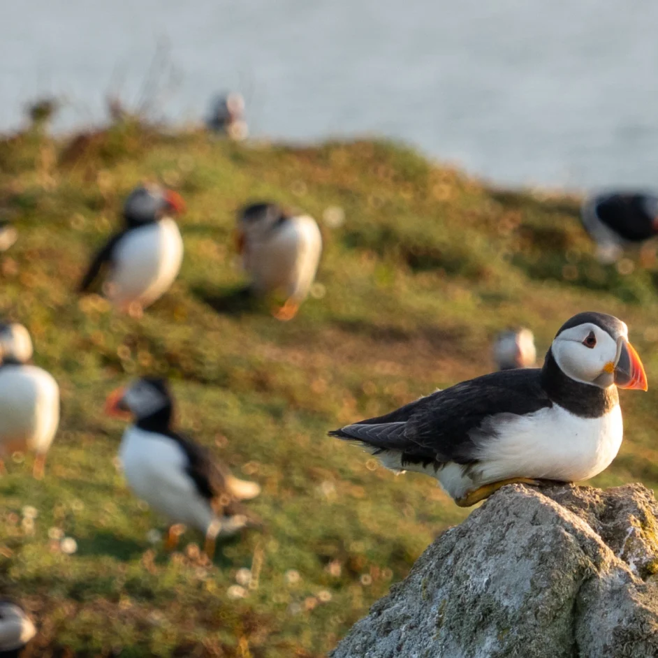 Puffins on a grassy outcrop on a cliff.