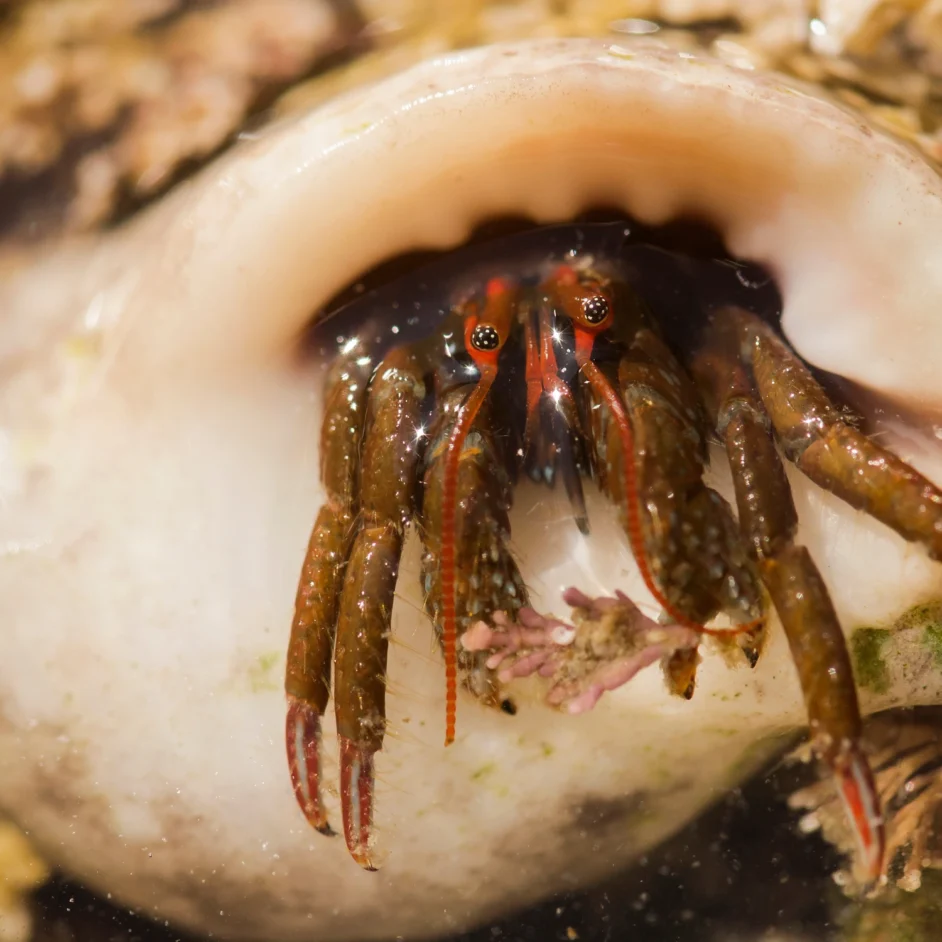 Close up of hermit crab.