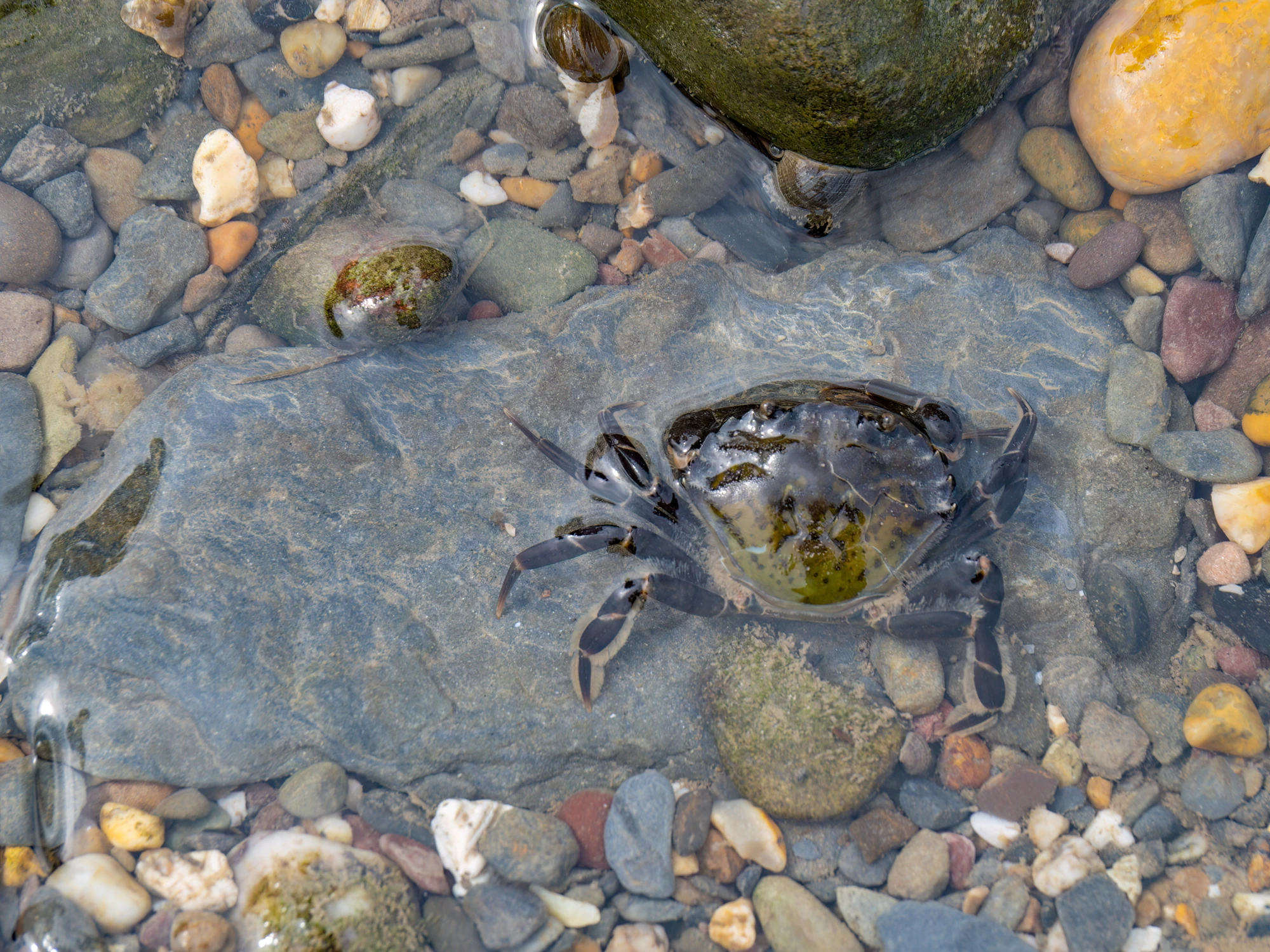 Crab in shallow rockpool.