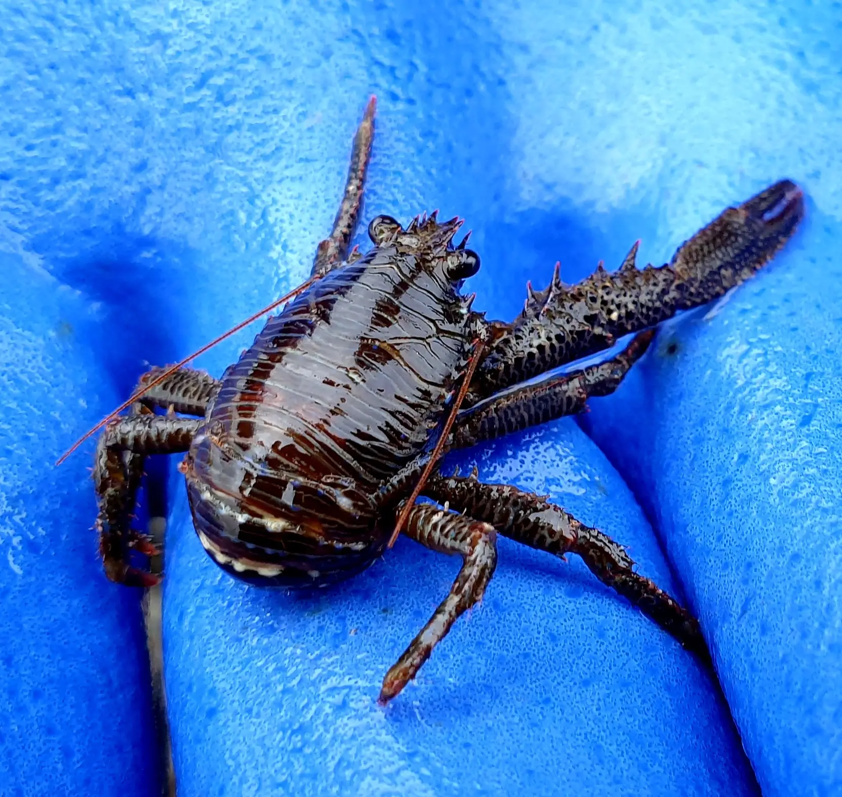 Squat lobster pictured in a blue-gloved hand.