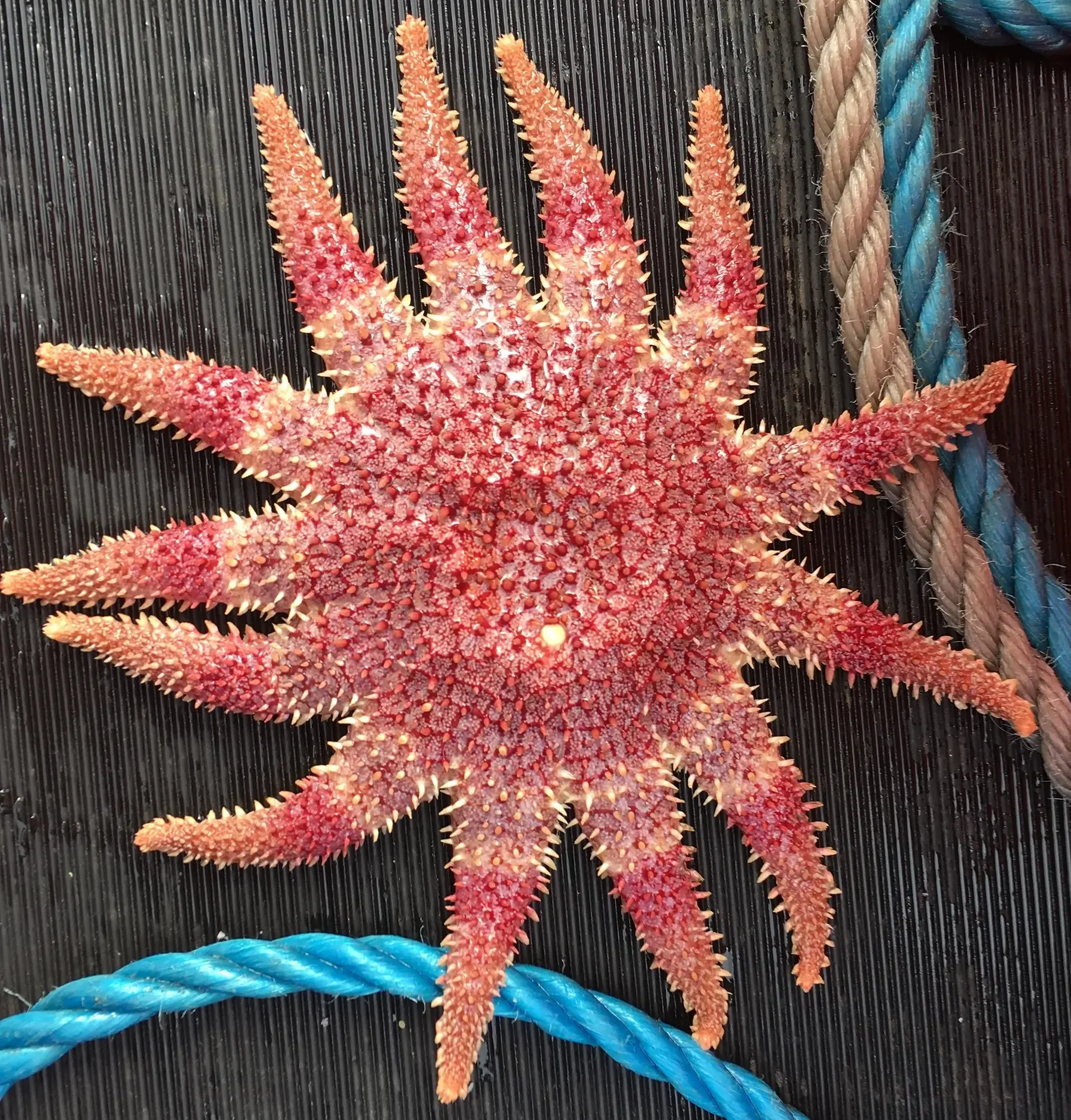 Close-up of Common Sunstar on deck of NIFCA vessel.